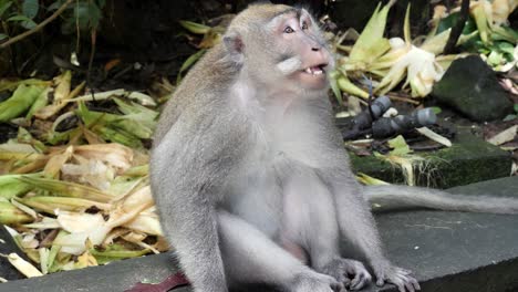 An-intelligent-looking-adult-Monkey-sitting-upright-barring-its-large-sharp-teeth-while-yawning