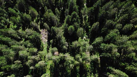 Top-down-view-on-forest-in-Bavaria-Germany