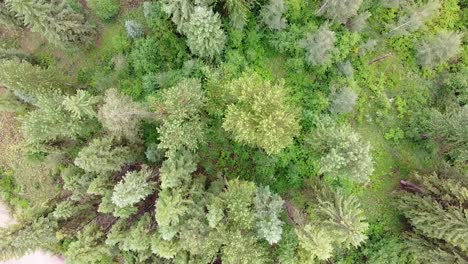 árboles-De-Arriba-Hacia-Abajo-Drone-Montana