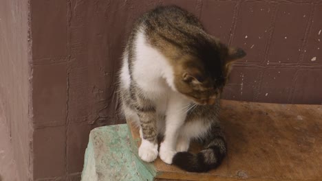 Katze-Reinigt-Sich-Durch-Lecken,-Niedliches-Domestiziertes-Katzenkonzept