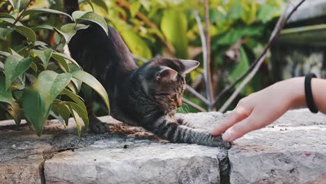 Woman-is-playing-with-a-kitten-outdoor,-leisure-and-relaxed-time-playing-with-animals