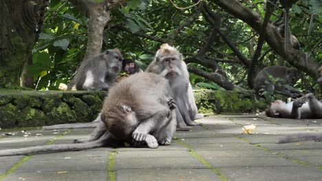 Eine-Gruppe-Wilder-Affen-Ringt-Und-Beißt-Sich-Spielerisch