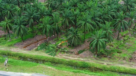 Aerial-birds-eye-view,-fly-around-a-destructive-digger-excavator-knocking-down-grove-of-mature-palm-trees,-obliterate-the-aboveground-vegetation,-replanting-to-maximize-yield-to-satisfy-global-demand
