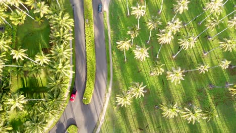Cinematic-top-down-aerial-footage-of-two-way-road-with-2-cars-driving-with-Coconut-palm-trees-in-the-background
