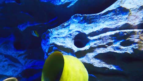 Large-green-moray-eel-in-an-aquarium-with-several-species