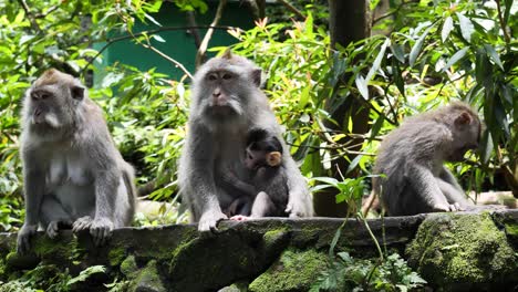 A-wild-baby-Monkey-clings-to-its-mother-while-trying-to-suckle-from-the-teat