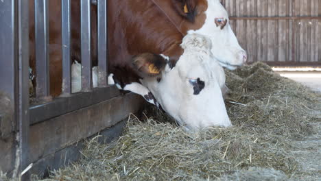 Vacas-De-Granja-Comiendo-Heno-En-El-Establo