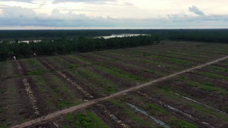 Aerial-drone-flyover-massive-hectares-of-land,-sabrang-estate-sime-darby,-commercial-oil-palm-tree-plantations-next-to-sungai-dingding-river-at-Perak,-west-coast-Malaysia,-Southeast-Asia