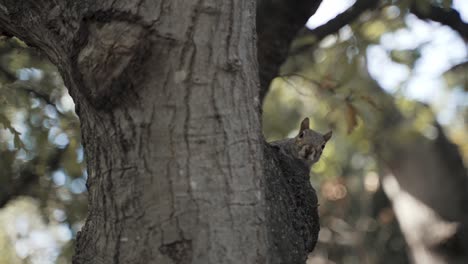 Eichhörnchen-In-Einem-Baum,-Das-Neugierig-Die-Nähere-Umgebung-Und-Den-Natürlichen-Lebensraum-Beobachtet