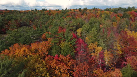Luftaufnahme-Eines-Wunderschönen-Waldes-Während-Eines-Farbenfrohen-Herbstes