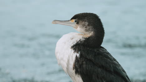 Nahaufnahme-Des-Scheckenkormorans,-Der-Am-Strand-In-Neuseeland-Steht