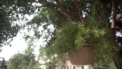 plant--hanging-on-tree-green-decor