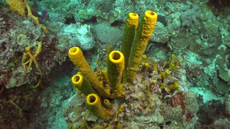 Largas-Esponjas-Amarillas-En-Arrecifes-De-Coral-Tropicales-En-El-Mar-Caribe