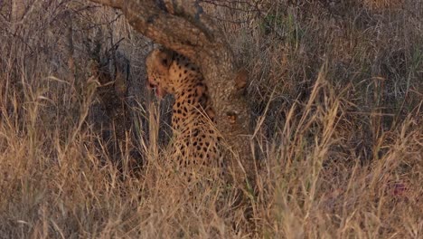 Two-cheetahs-eat-their-freshly-caught-prey,-hidden-between-the-trees-and-grass