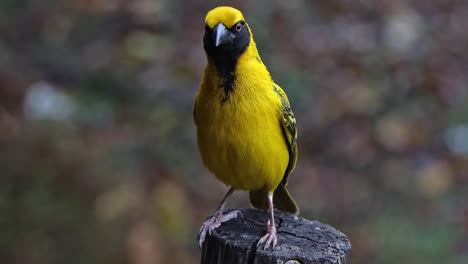 Male-Lesser-masked-weaver-a-small-yellow-bird-with-a-black-mask-sitting-on-a-pole,-close-up