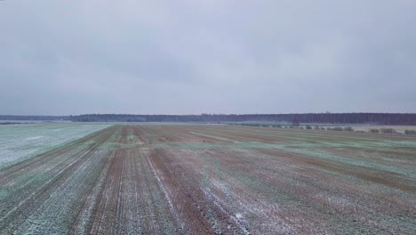 Aerial-birdseye-view-of-distant-European-roe-deer-group-running-on-the-snow-covered-agricultural-field,-overcast-winter-day,-wide-angle-drone-shot-moving-forward