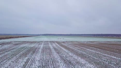 Aerial-birdseye-view-of-distant-European-roe-deer-group-running-on-the-snow-covered-agricultural-field,-overcast-winter-day,-wide-angle-drone-shot-moving-forward-fast