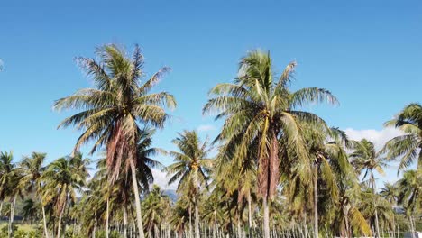 Cinematic-ascending-footage-of-Coconut-palm-trees-with-blue-cloudy-sky