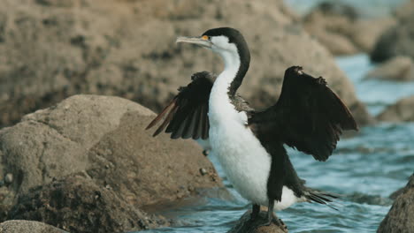 A-Pied-Shag-Drying-Wings-In-The-Ocean---close-up
