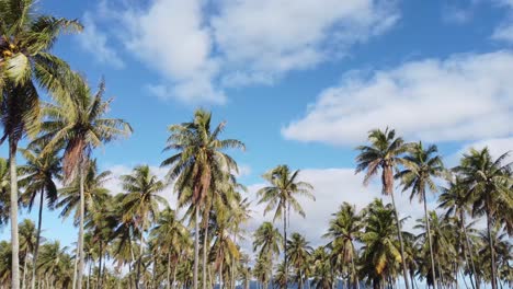 Cinematic-footage-of-Coconut-palm-trees-with-blue-cloudy-sky