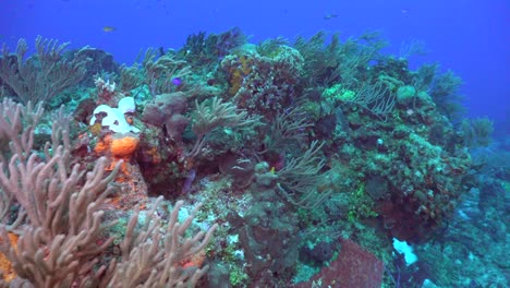 Treiben-über-Korallenriff-In-Cozumel-Mexiko