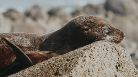 Closeup-Of-A-New-Zealand-Fur-Seal-Pup-On-Rock-Under-The-Sunlight