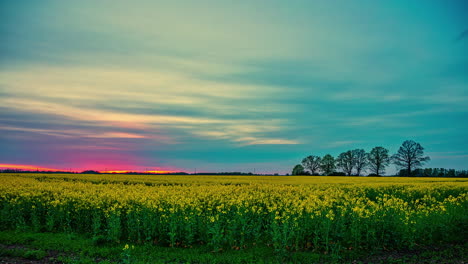 Rapeseed-or-canola-blossoms-in-a-farmland-field-with-a-colorful-sunset-on-the-horizon