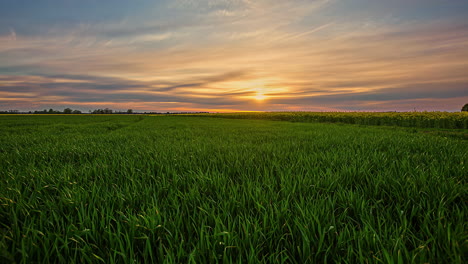 A-field-of-grass-next-to-rapeseed-drop-with-a-hazy,-golden-sunset-on-the-horizon---wide-angle-time-lapse