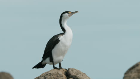 Pied-Shag-Bird-Drying-Its-Wings-While-Standing-On-Rock