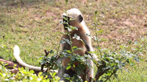 Languren-Affe-Schwarzes-Gesicht,-Das-Blumenpflanzen-Im-Garten-Isst