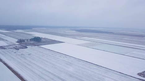 Aerial-birdseye-view-of-winter-crops-under-the-snow,-agricultural-fields-of-winter-wheat-under-the-snow,-overcast-winter-day,-wide-establishing-drone-shot-moving-backward,-camera-tilt-down