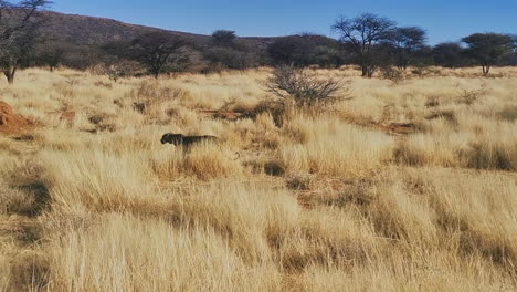 Wild-leopard-walks-through-tall-grass-blowing-in-breeze,-Namibia,-Africa
