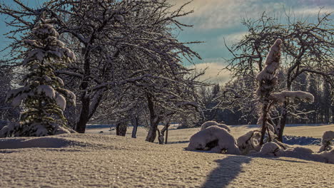 Time-lapse-of-frozen-landscape,-trees-and-branches-covered-in-thick-snow