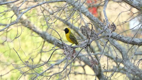Male-Lesser-masked-weaver-a-small-yellow-bird-sitting-in-a-tree