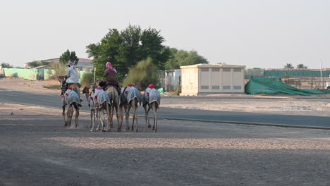 4k:-Un-Grupo-De-Hombres-Monta-Camellos-Por-El-Desierto-En-Un-Campamento-De-Camellos-En-Dubai,-Emiratos-árabes-Unidos,-Camello-En-El-Desierto-En-El-Golfo-Pérsico