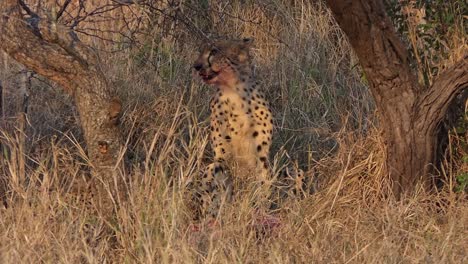 Cheetah-sits-next-to-its-prey-and-looks-around-with-a-bloody-mouth