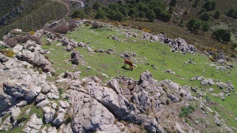 Cow-grazing-in-high-mountain-terrain