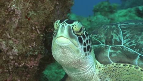Sea-Turtle-close-up-on-coral-reef-filmed-from-front