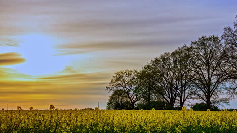 A-golden-hazy-sunset-sky-over-a-farmland-field-of-rapeseed-crop---time-lapse