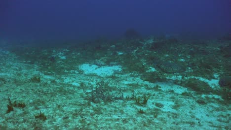 Tortugas-Marinas-Nadando-Sobre-Arrecifes-En-El-Mar-Caribe-Cozumel-Mexico