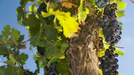 Close-Up-Of-Grapes-Hanging-On-The-Vines-In-The-Vineyard---tilt-up