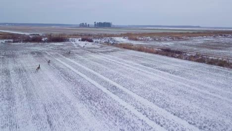 Aerial-birdseye-view-of-European-roe-deer-group-running-on-the-snow-covered-agricultural-field,-overcast-winter-day,-wide-angle-drone-shot-moving-forward-fast