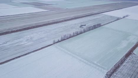 Aerial-birdseye-view-of-winter-crops-under-the-snow,-agricultural-fields-of-winter-wheat-under-the-snow,-overcast-winter-day,-high-altitude-wide-establishing-drone-shot-moving-forward