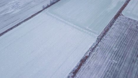 Aerial-birdseye-view-of-winter-crops-under-the-snow,-agricultural-fields-of-winter-wheat-under-the-snow,-overcast-winter-day,-high-altitude-wide-establishing-drone-shot-moving-backward