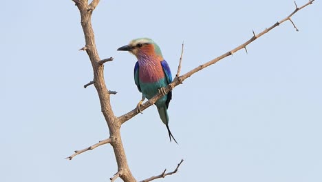 Lilac-breasted-roller-a-colorful-bird-sitting-on-a-wind-moving-branch-in-Africa-with-blue-sky-as-background