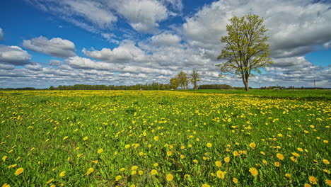 Shot-of-yellow-wild-dandelions-blooming-in-timelapse-with-white-clouds-passing-in-timelapse-by-at-daytime