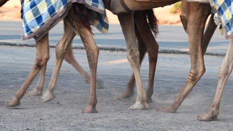 4k:-Caravana-De-Camellos-De-Dubai-Atravesando-El-Desierto,-Emiratos-árabes-Unidos,-Camello-En-El-Desierto-En-El-Golfo-Pérsico