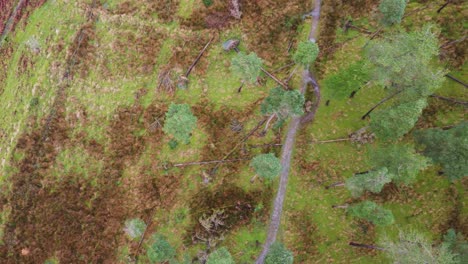 Deforestación-De-Plantaciones-De-árboles-Forestales-Con-Camino---Disparo-De-Drones-Aéreos-De-Arriba-Hacia-Abajo-4k