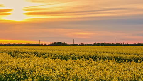 Zeitrafferaufnahme-Eines-Gelben-Rapsblumenfeldes-Mit-Sonnenuntergang-Im-Hintergrund-Entlang-Eines-Farbenfrohen-Bewölkten-Himmels-Während-Der-Abendzeit