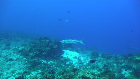 Gran-Barracuda-Nadando-Sobre-El-Arrecife-En-El-Mar-Caribe-De-Cozumel